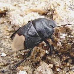 Cydnus aterrimus